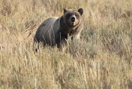 Backpacker Injured by Grizzly in National Park Air Lifted to Medical Facility