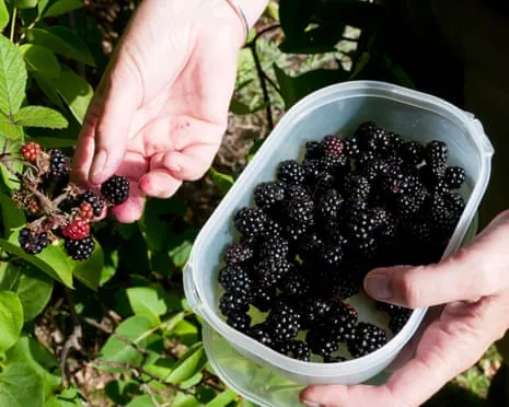 Seeking: Delicious Baked Goods to Utilize a Surplus of Homemade Jam