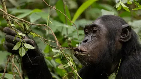 Wild Chimps Ingesting the Equivalent of an Alcoholic Beverage Each Day from Fermented Fruit, Study Reveals