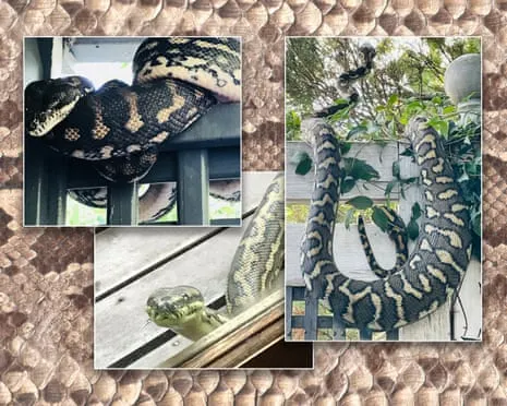 Embracing the Snakes in My Ceiling: A Transformation from Fear to Fascination