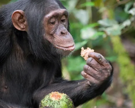 Apes Drink Daily Alcohol Equivalent to a Pint from Ripe Figs