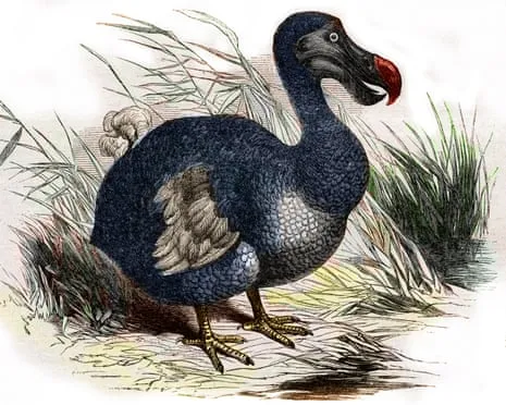 Experts Assert They’ve Made a ‘Pivotal Step’ in Resurrecting the Extinct Bird for the Very First Occasion in 300 Years